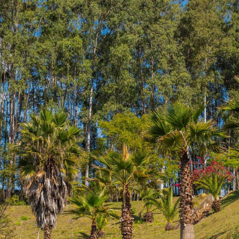 canto da floresta ecoresort (135)